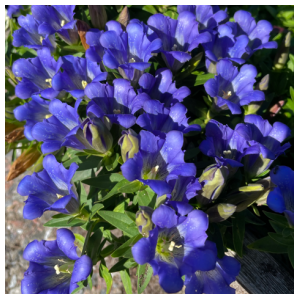 Šiurkštusis gencijonas ‘Luis Easy Blue Improved’