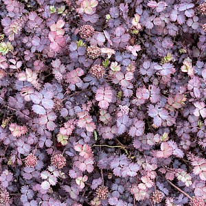 Smulkialapė acena ‘Purpurea’