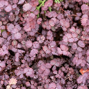 Smulkialapė acena ‘Purpurea’
