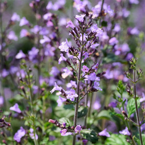 Vaistinė girmėtė ‘Marvelette Blue’