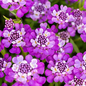 Visžalė rudgrūdėlė ‘Absolutely Amethyst’