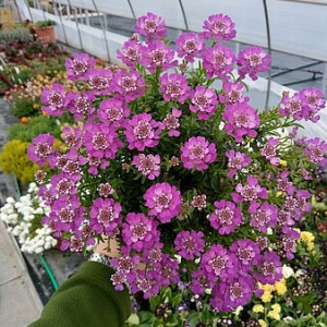 Visžalė rudgrūdėlė ‘Absolutely Amethyst’