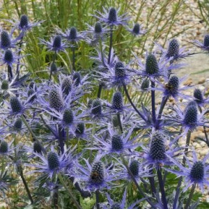 Zunda ‘Lapis Blue’