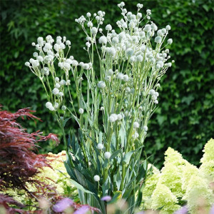 Zunda ‘Magical Silver Globe’