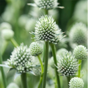 Zunda ‘Magical Silver Globe’