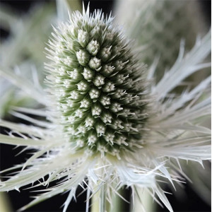 Zunda ‘Magical White Lagoon’