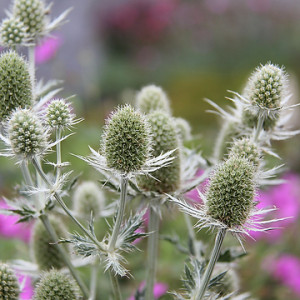 Zunda ‘Magical White Lagoon’