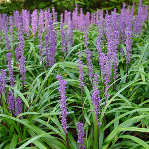 Žydrinė laibūnė ‘Royal Purple’
