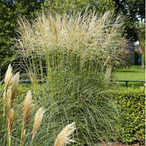 Kininis miskantas ‘Silberspinne’