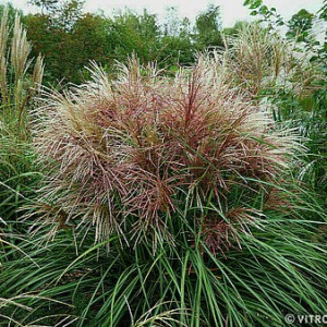 Kininis miskantas ‘Polonus’