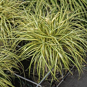 Viksva ‘Maxigold’