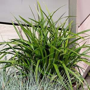 Žvilgioji viksva ‘Irish Green’