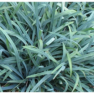 Viksva ‘Bunny Blue’