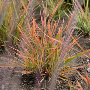 Paprastasis sorgenis ‘JS Active Volcano’