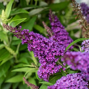Davido budlėja ‘Butterfly Candy Little Purple’