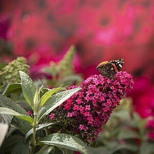 Davido budlėja ‘Butterfly Candy Little Ruby’