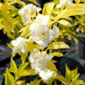 Jazminas ‘Aurea’