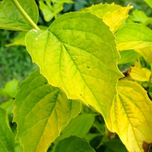 Jazminas ‘Aurea’