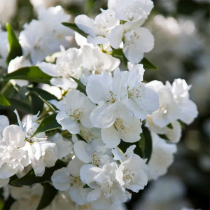 Jazminas ‘Dame Blanche’
