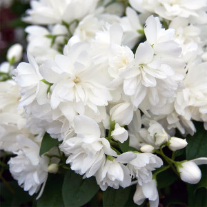 Jazminas ‘Snowbelle’