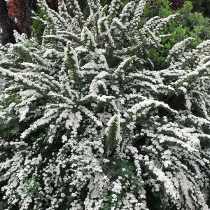 Niponinė lanksva ‘Snowmound’