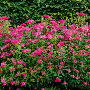 Japoninė lanksva ‘Anthony Waterer’