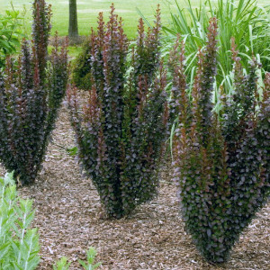 Tunbergo raugerškis ‘Hellmond Pillar’
