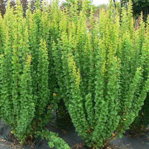 Tunbergo raugerškis ‘Erecta’