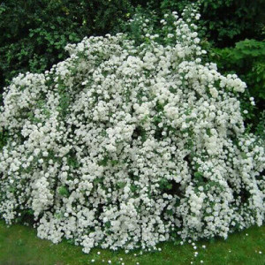 Egzochorda ‘The Bride’