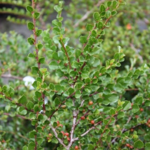 Purpurinis kaulenis ‘Tangstedt’