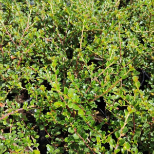 Purpurinis kaulenis ‘Tangstedt’