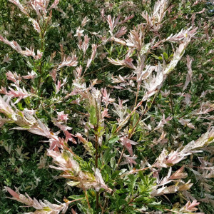 Sveikalapis gluosnis ‘Hakuro Nishiki’