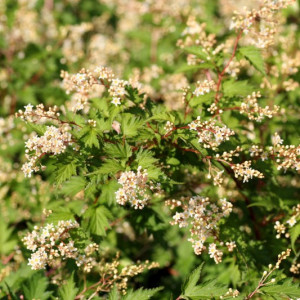 Karpytalapė stefanandra ‘Crispa’
