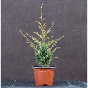 Paprastasis kadagys ‘Gold Cone’