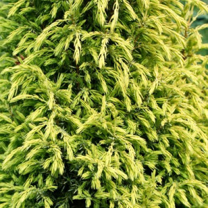 Paprastasis kadagys ‘Gold Cone’