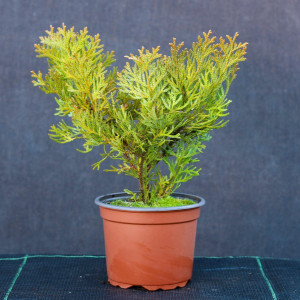 Kapoklinis tujenis ‘Nana’