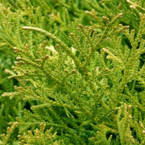 Kapoklinis tujenis ‘Nana’