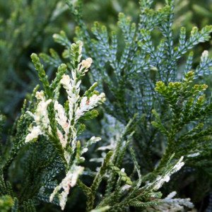 Kapoklinis tujenis ‘Variegata’