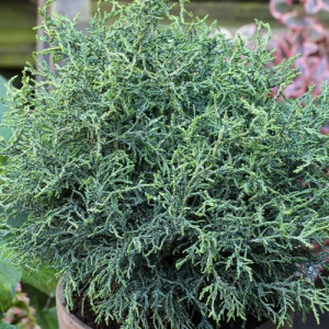 Bukasis puskiparisis ‘Lycopodioides’