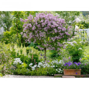 Alyva mejerio ant koto ( lot.syringa meyeri) Palibin