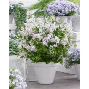 Alyva mejerio ( lot.syringa meyeri) Flowerfesta® White’