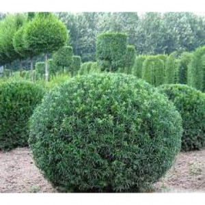 Kukmedis europinis ( lot. Taxus baccata ) formuotas
