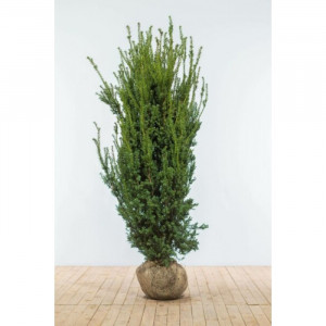 Kukmedis tarpinis( lot. Taxus media )Hilli