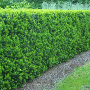 Kukmedis tarpinis( lot. Taxus media )Hilli