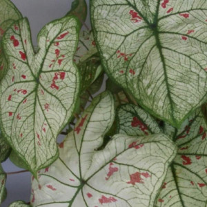 Kaladis  'Strawberry Star®',  šaknis, 1vnt.