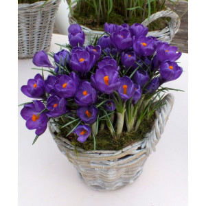 Krokai didžiažiedžiai Flower Record, 500 vnt  2026 ruduo