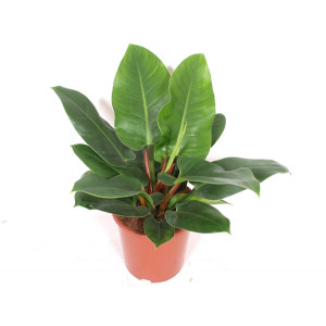 Filodendras 'Imperial Green' 70cm
