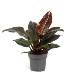 Filodendras 'Imperial Red' 70cm