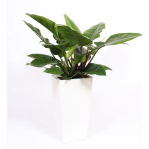 Filodendras 'Imperial Green' dekoratyviniame baltame vazone