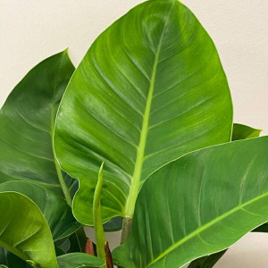 Filodendras 'Imperial Green' dekoratyviniame vazone antracito spalvos